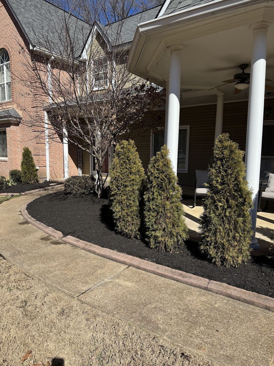Black mulch bed curving along a walkway beside three arborvitae at a front porch.